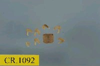 藏品(戈氏小相手蟹)的圖片